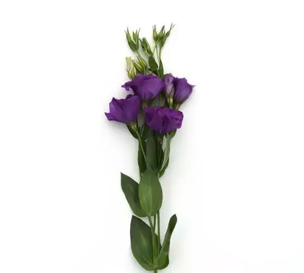 Эустома Флэр Дип Блю - Eustoma grandiflorum Flare Deep Blue - Фото №2