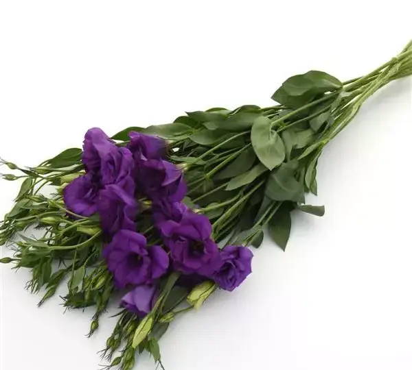 Эустома Флэр Дип Блю - Eustoma grandiflorum Flare Deep Blue - Фото №3