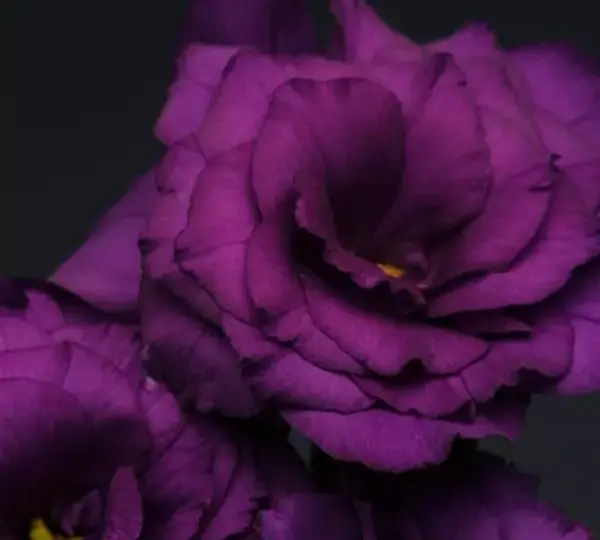 Эустома Флэр Дип Блю - Eustoma grandiflorum Flare Deep Blue - Фото №1