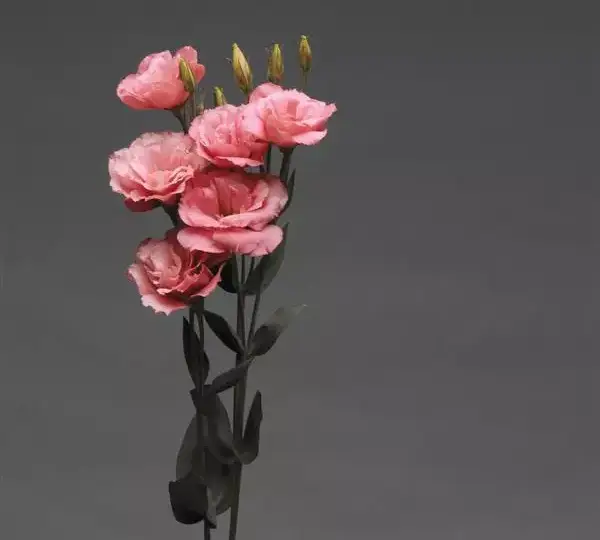 Эустома Флэр Дип Роуз - Eustoma grandiflorum Flare Deep Rose - Фото №2