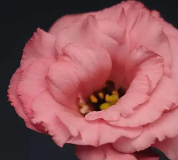 Эустома Флэр Дип Роуз - Eustoma grandiflorum Flare Deep Rose - Фото №1