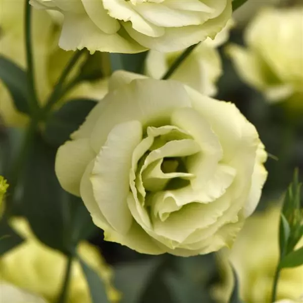 Эустома Флэр Джейд - Eustoma grandiflorum Flare Jade - Фото №1