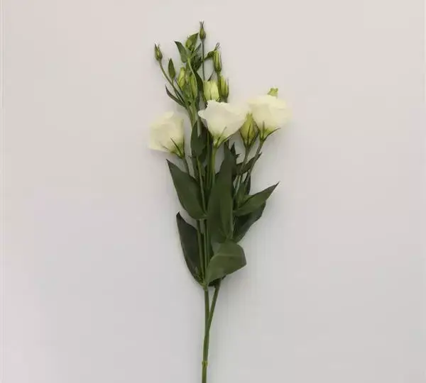 Эустома Флэр Уайт - Eustoma grandiflorum Flare White - Фото №2