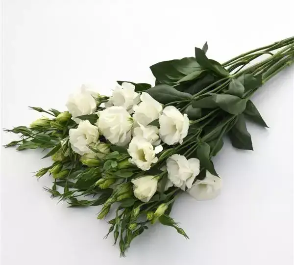 Эустома Флэр Уайт - Eustoma grandiflorum Flare White - Фото №3