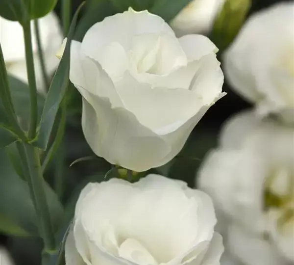 Эустома Флэр Уайт - Eustoma grandiflorum Flare White - Фото №1