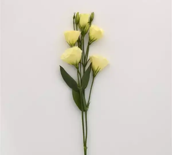 Эустома Флэр Еллоу - Eustoma grandiflorum Flare Yellow - Фото №2