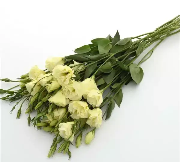 Эустома Флэр Еллоу - Eustoma grandiflorum Flare Yellow - Фото №3