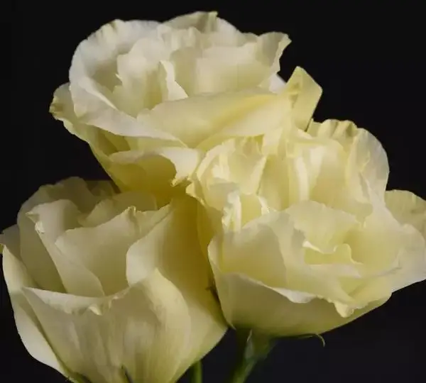 Эустома Флэр Еллоу - Eustoma grandiflorum Flare Yellow - Фото №1
