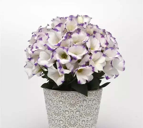 Эустома Сапфир Блю Чип - Eustoma grandiflorum Sapphire Blue Chip - Фото №2