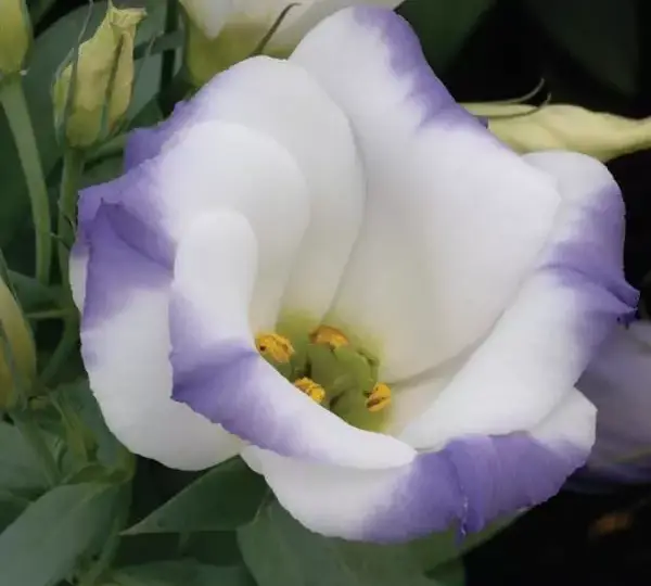 Эустома Сапфир Блю Чип - Eustoma grandiflorum Sapphire Blue Chip - Фото №1