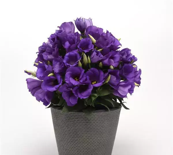 Эустома Сапфир Блю - Eustoma grandiflorum Sapphire Blue - Фото №2