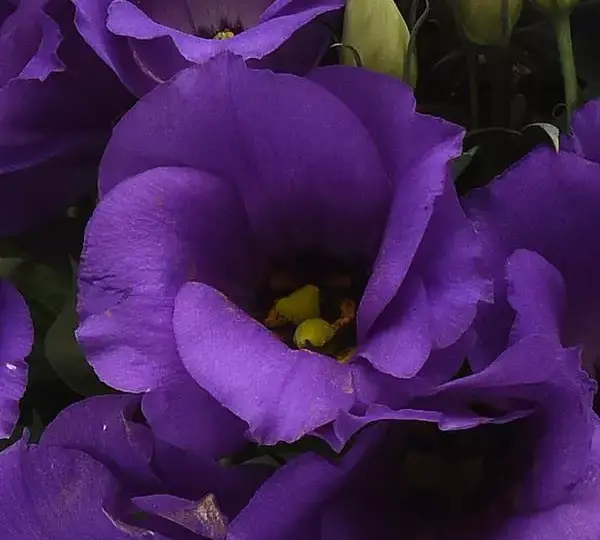 Эустома Сапфир Блю - Eustoma grandiflorum Sapphire Blue - Фото №1