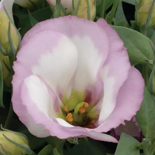 Эустома Сапфир Пинк Рим - Eustoma grandiflorum Sapphire Pink Rim - Фото №1