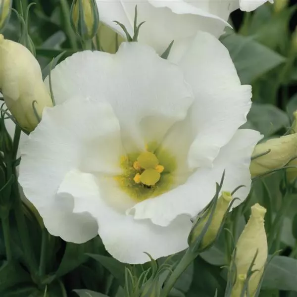 Эустома Сапфир Уайт - Eustoma grandiflorum Sapphire White - Фото №1
