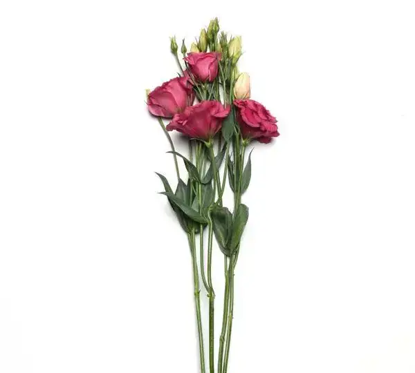 Эустома (Лизиантус) Кан Кан Карминово-розовый - Lisianthus Can Can Carmine Rose - Фото №2