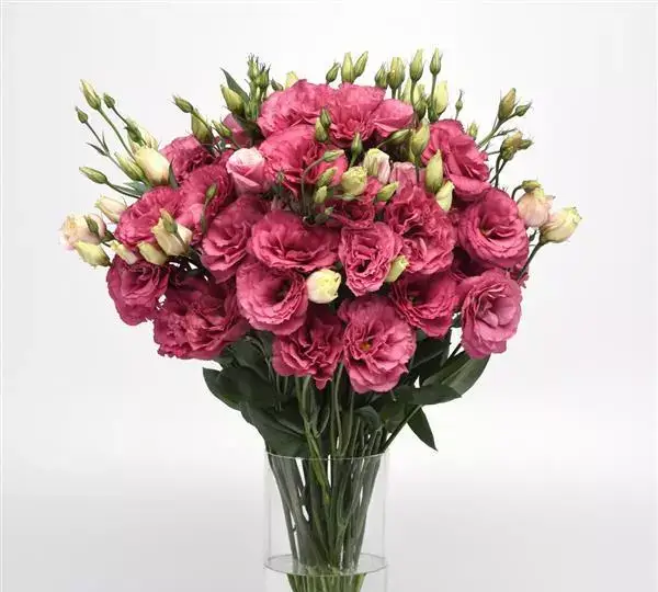 Эустома (Лизиантус) Кан Кан Карминово-розовый - Lisianthus Can Can Carmine Rose - Фото №3
