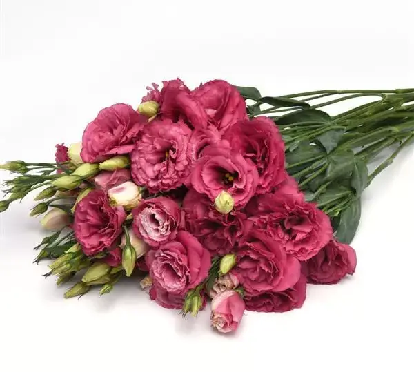 Эустома (Лизиантус) Кан Кан Карминово-розовый - Lisianthus Can Can Carmine Rose - Фото №4