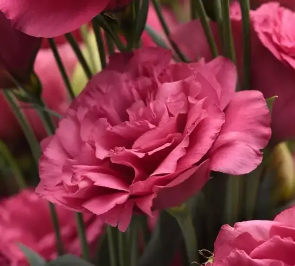 Эустома (Лизиантус) Кан Кан Карминово-розовый - Lisianthus Can Can Carmine Rose - Фото №1