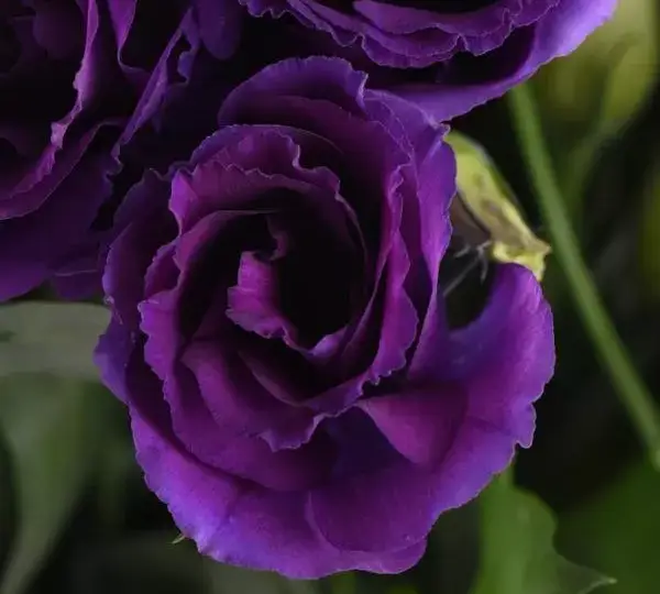 Эустома (Лизиантус) Кан Кан Пурпурный - Lisianthus Can Can Purple - Фото №1