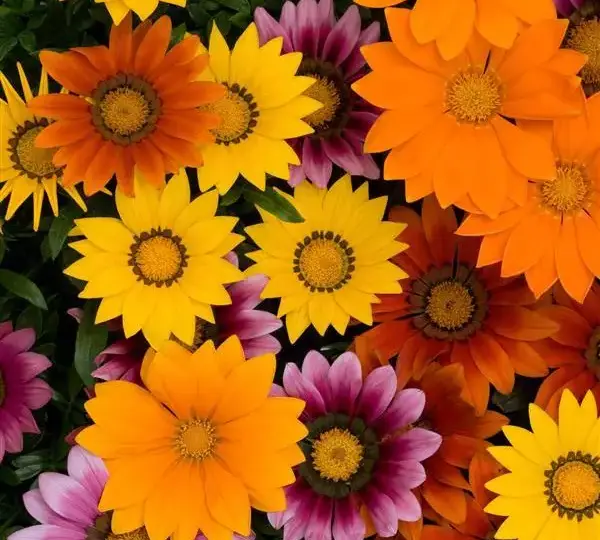 Газания жёсткая New Day Яркая смесь - Bright Mixture, Gazania rigens - Фото №1