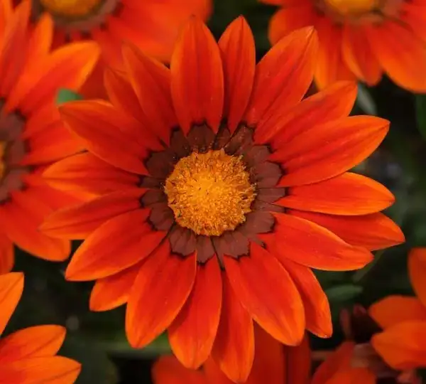 Газания жёсткая New Day Бронзовые оттенки - Bronze Shades, Gazania rigens - Фото №1