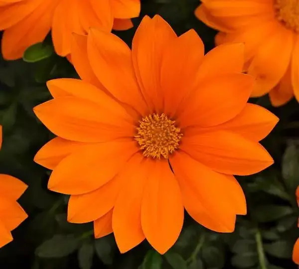 Газания жёсткая New Day Чисто-оранжевая - Clear Orange, Gazania rigens - Фото №2