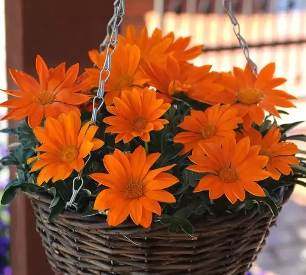 Газания жёсткая New Day Чисто-оранжевая - Clear Orange, Gazania rigens - Фото №1