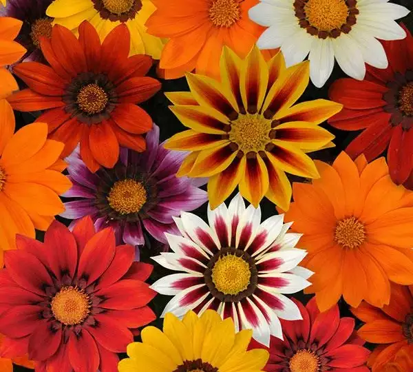 Газания жёсткая New Day Смесь - Mixture, Gazania rigens - Фото №1
