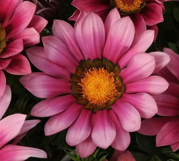 Газания жёсткая New Day Розовые оттенки - Pink Shades, Gazania rigens - Фото №1
