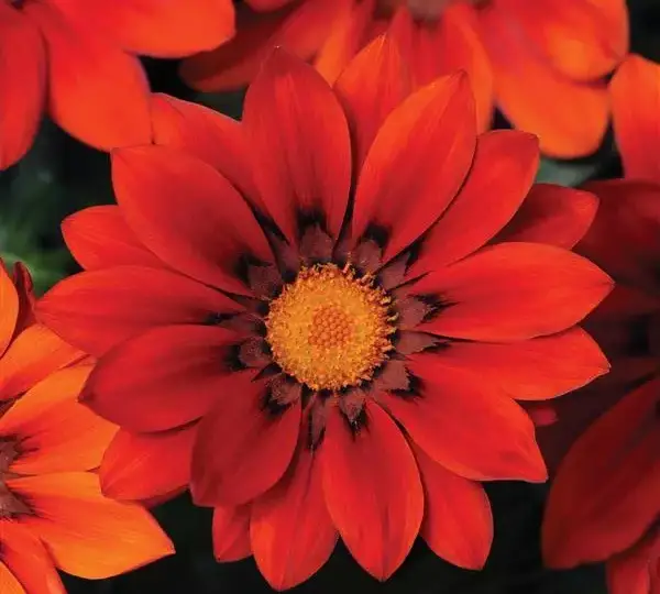 Газания жёсткая New Day Красные оттенки - Red Shades, Gazania rigens - Фото №1