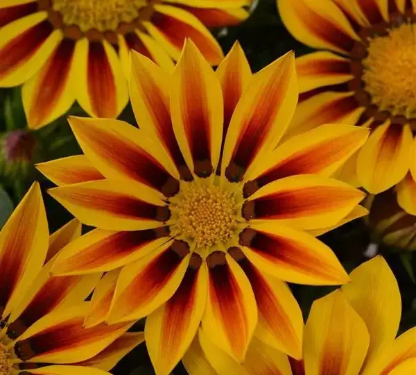 Газания жёсткая New Day Красная полосатая - Red Stripe, Gazania rigens - Фото №1