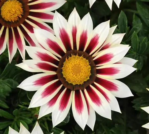 Газания жёсткая New Day Розовая полосатая - Rose Stripe, Gazania rigens - Фото №1