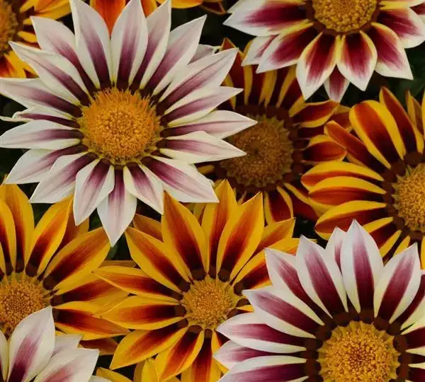 Газания жёсткая New Day Тигровая смесь - Tiger Mixture, Gazania rigens - Фото №1