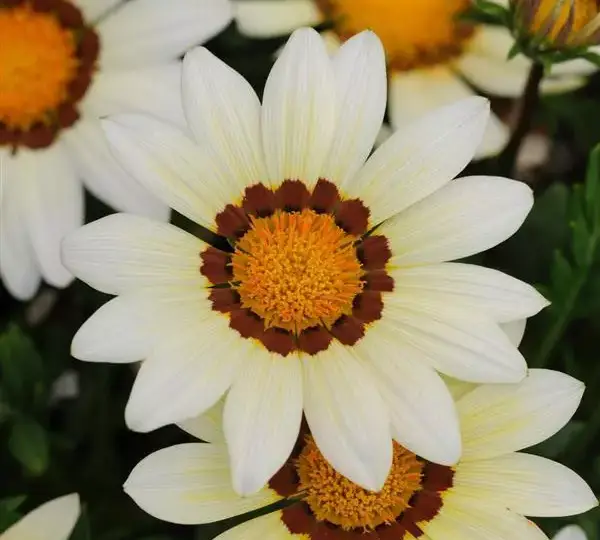 Газания жёсткая New Day Белая - White, Gazania rigens - Фото №1