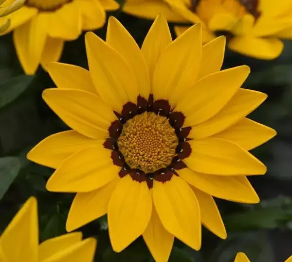 Газания жёсткая New Day Жёлтая - Yellow, Gazania rigens - Фото №1