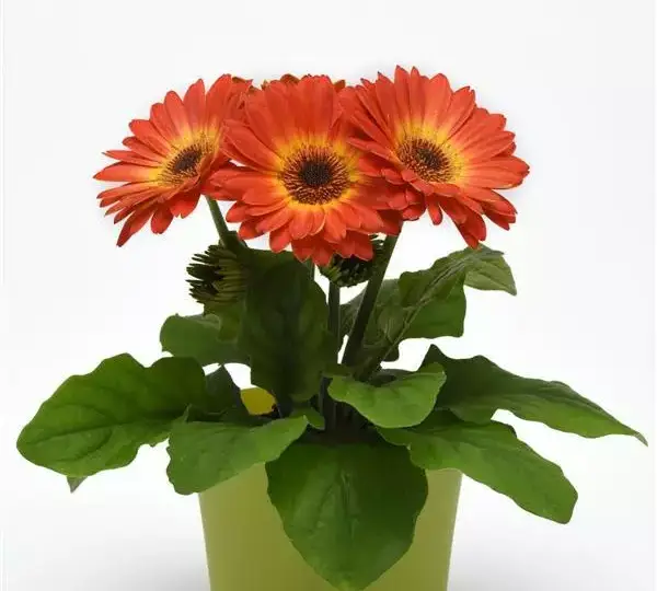 Гербера ColorBloom Оранжево-жёлтая двухцветная -  Bicolor Orange Yellow, Gerbera jamesonii - Фото №2