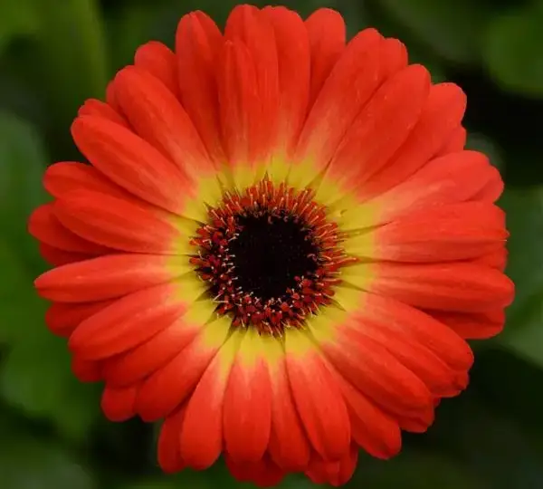 Гербера ColorBloom Оранжево-жёлтая двухцветная -  Bicolor Orange Yellow, Gerbera jamesonii - Фото №1