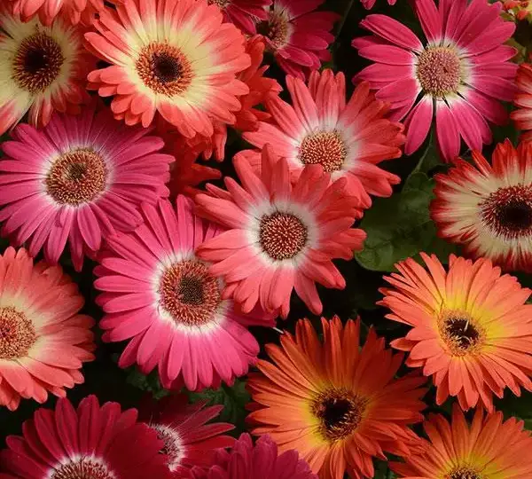 Гербера Revolution Двуцветная смесь - Bicolor Mixture, Gerbera jamesonii - Фото №1
