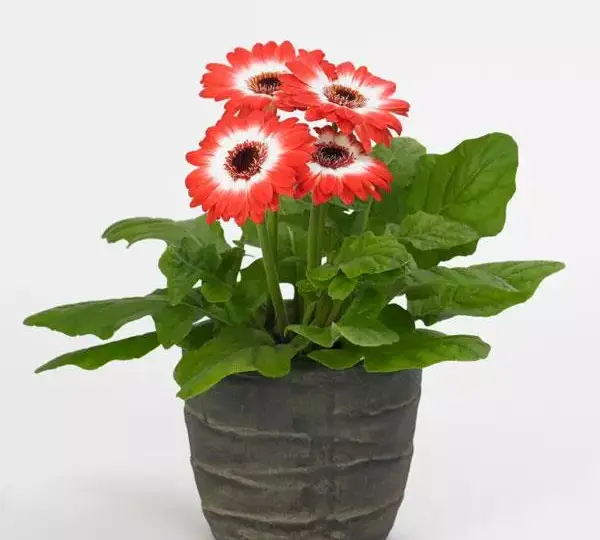 Гербера Revolution Двуцветная Красно-белая - Bicolor Red White, Gerbera jamesonii) - Фото №2