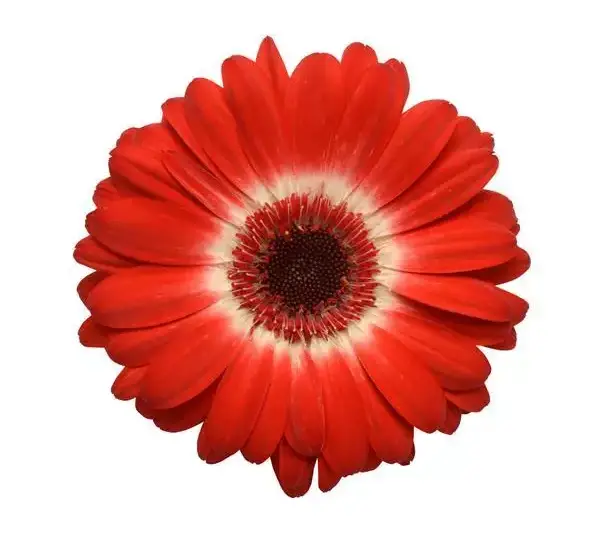 Гербера Revolution Двуцветная Красно-белая - Bicolor Red White, Gerbera jamesonii) - Фото №1