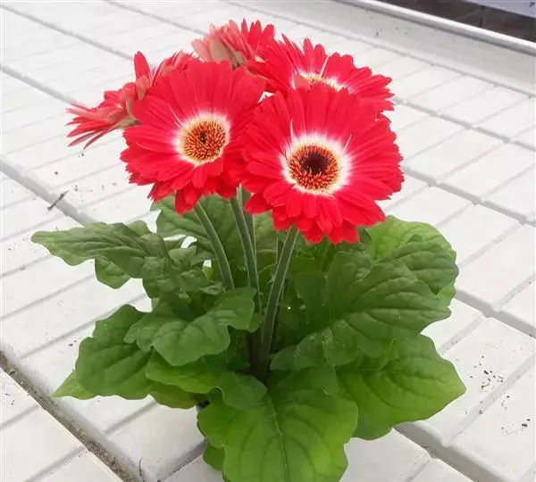 Гербера ColorBloom Красно-белая двухцветная - Bicolor Red White, Gerbera jamesonii - Фото №1