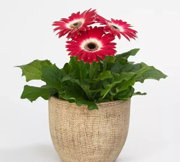 Гербера Revolution Двуцветная Розово-белая - Bicolor Rose White, Gerbera jamesonii - Фото №2