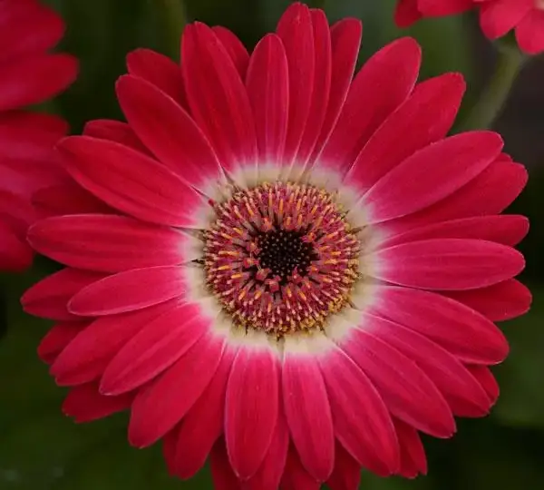 Гербера Revolution Двуцветная Розово-белая - Bicolor Rose White, Gerbera jamesonii - Фото №1