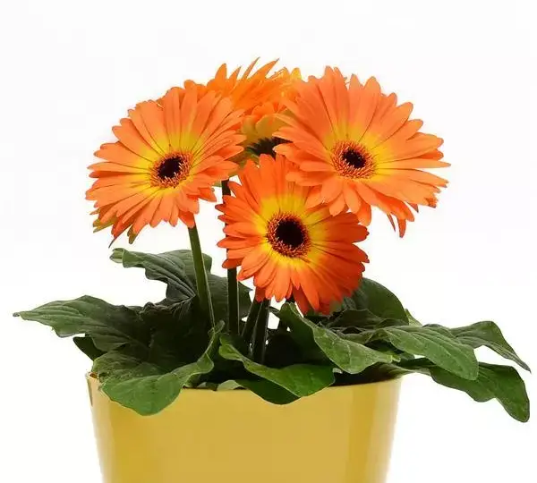 Гербера Revolution Двуцветная Жёлто-оранжевая - Bicolor Yellow Orange, Gerbera jamesonii - Фото №2