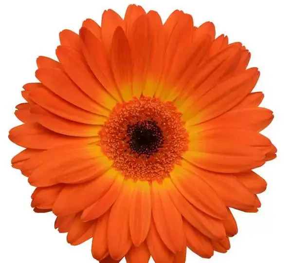 Гербера Revolution Двуцветная Жёлто-оранжевая - Bicolor Yellow Orange, Gerbera jamesonii - Фото №1