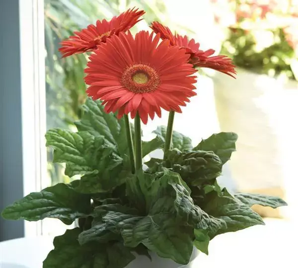 Гербера Mega Revolution Ярко-оранжевая со светлым центром - Bright Orange with Light Eye, Gerbera jamesonii) - Фото №2
