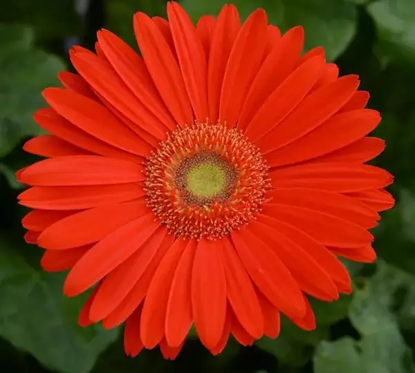 Гербера Mega Revolution Ярко-оранжевая со светлым центром - Bright Orange with Light Eye, Gerbera jamesonii) - Фото №1