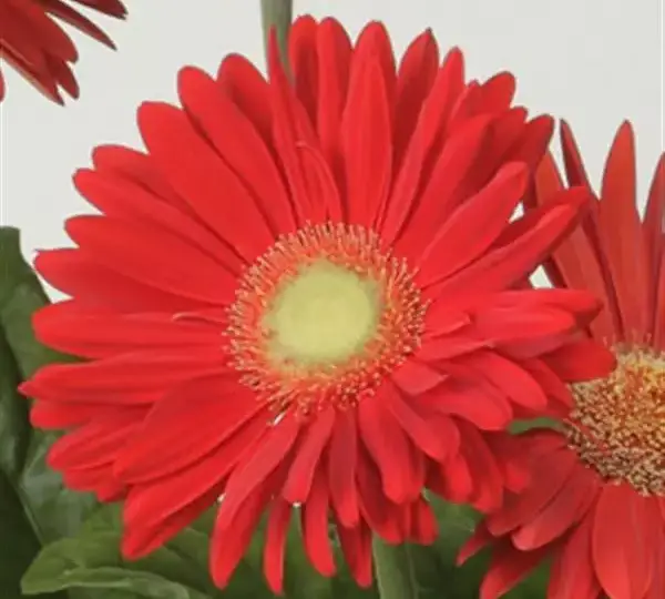 Гербера Mega Revolution Ярко-красная - Bright Red, Gerbera jamesonii - Фото №1