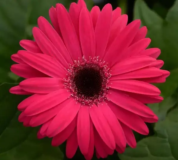 Гербера Mega Revolution Ярко-розовая с тёмным центром - Bright Rose with Dark Eye, Gerbera jamesonii - Фото №1