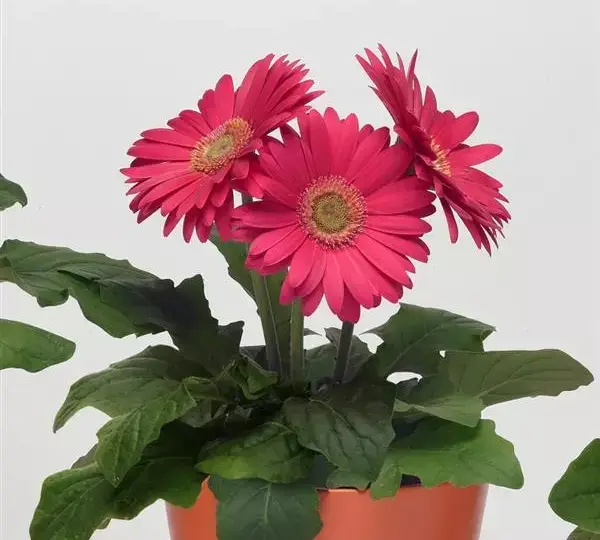 Гербера Revolution Ярко-розовая со светлым центром - Bright Rose with Light Eye, Gerbera jamesonii - Фото №2